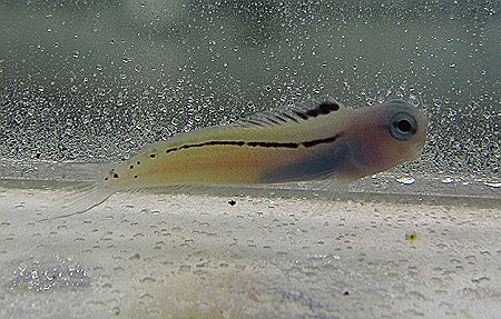 ORA Red Sea Mimic Blenny - Blennies - Saltwater Fish