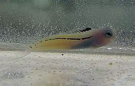 ORA Red Sea Mimic Blenny