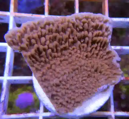 Montipora Capricornis - Frag