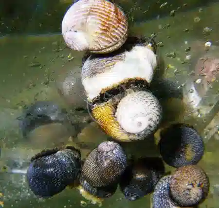 Nerite Snail Cortez - Mexico