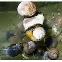 Nerite Snail Cortez-Mexico-Group of 10