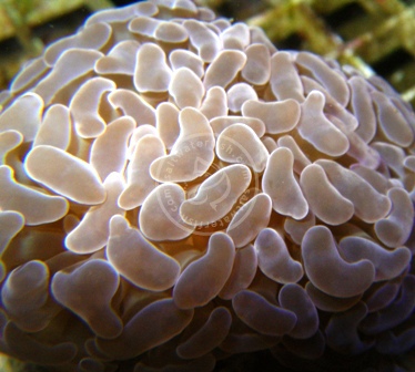 ORA Hammer Coral - Micronesian