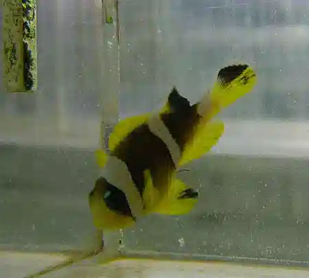 ORA Pearl-Eye Bicinctus Clownfish - Aquacultured