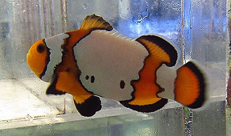 ORA Black Ice Snowflake Clownfish