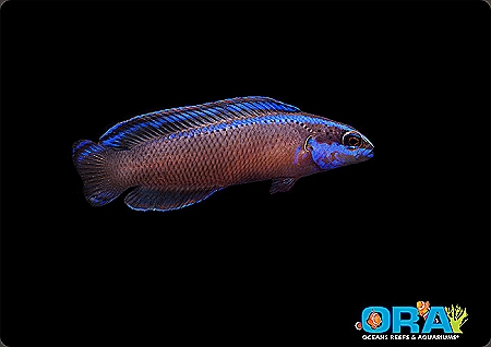 ORA Black Neon Dottyback