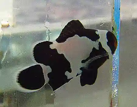 ORA Black Snowflake Clownfish - Group of 2 Plus a Bubble Tip Anemone