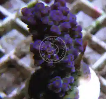 ORA Blue Bottlebrush Acropora Coral - Micronesian