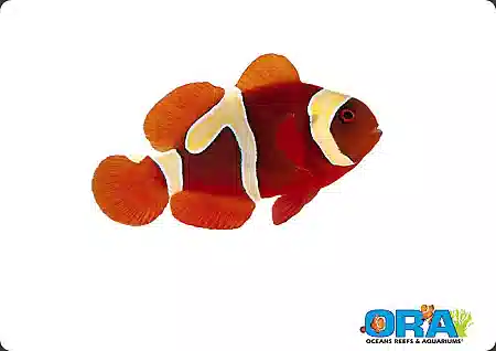 Goldflake Maroon Clownfish Captive-Bred