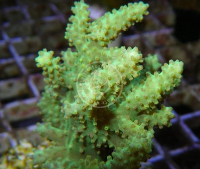 ORA Neon Green Sinularia Leather Coral