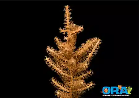 ORA Grube's Gorgonian