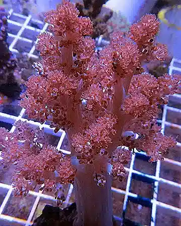 ORA Kenya Tree Coral