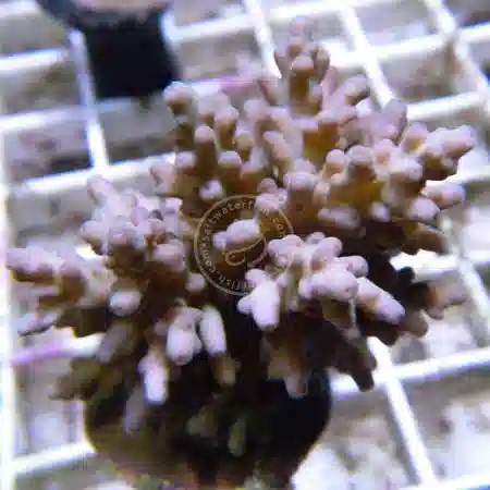 ORA Marshall Island Micronesian Mauve Acropora