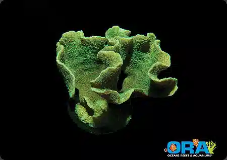 ORA Mint Pavona Coral