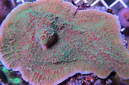 ORA Pink Polyp Capricornis Montipora Coral