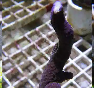 ORA Purple Digitata Montiopra Coral