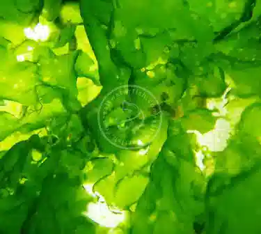 ORA Sea Lettuce Algae