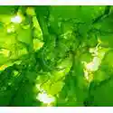 Sea Lettuce Ulva