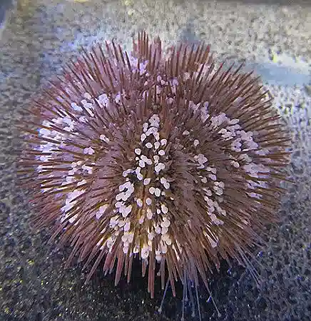 ORA Variegated Sea Urchin