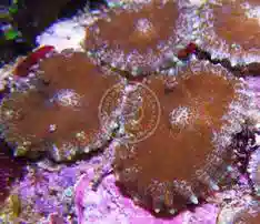 Mushroom Coral - Orange Bullseye