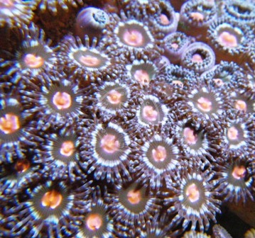 Zoos - Assorted 5+ Polyps