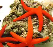 Orange Linckia Starfish - South Asia