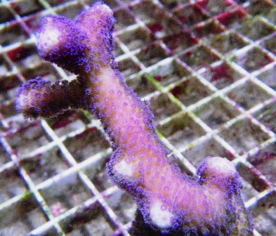 ORA Purple Stylophora Coral