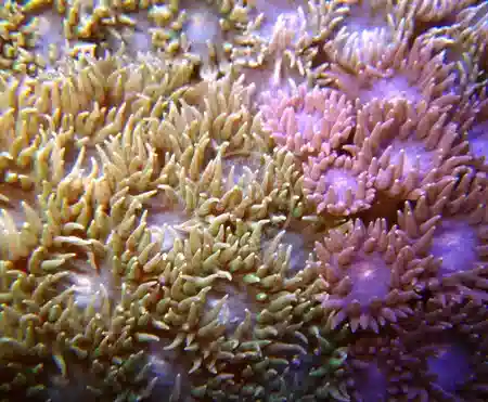 Pagoda Coral - Frag