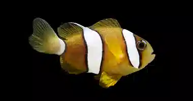 Proaquatix Pearl Eye Clarkii Clownfish