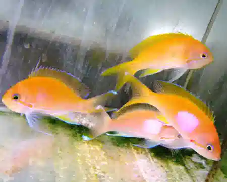 Pink Square Anthias - Changing