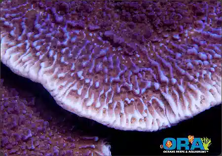 ORA  Purple Montipora Undata