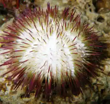 Rainbow Pincushion Urchin