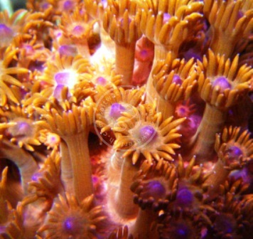 ORA Red Goniopora Coral 