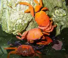 Red Fiddler Crab