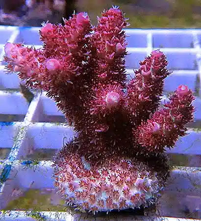 ORA Red Tabling Acropora Coral - Micronesian