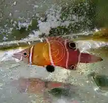 Red Pygmy Possum Wrasse