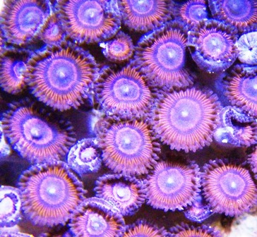 Zoos - Red 10+ Polyps