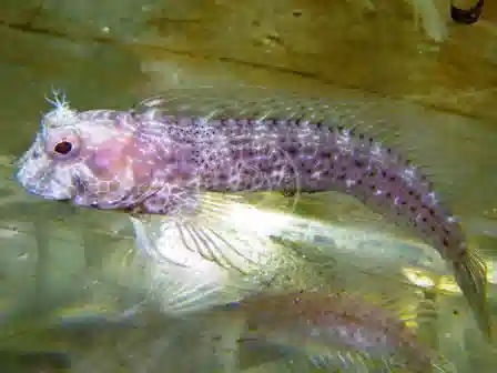 Seaweed Blenny