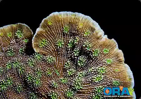 1 Assorted ORA Coral - Includes FREE Shipping on your ENTIRE Order using code: 123free