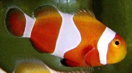 Proaquatix Tangerine Albino Ocellaris