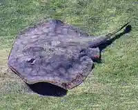 California Stingray