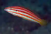 Red Cigar Wrasse: Juvenile