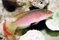 Red Margin Fairy Wrasse