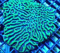 Platygyra Brain Coral: Super