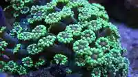 Alveopora Coral: Metallic Green - Aquacultured