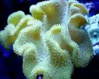 Umbrella Leather Coral: White / Yellow - Fiji