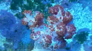 Carnation / Cauliflower Coral: Colored