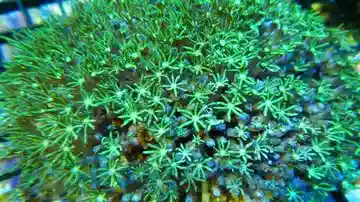 Organ Pipe Coral: Green/Blue