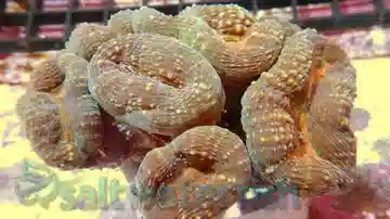 Lobophyllia Brain Coral: Colored