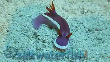 Purple Sea Slug