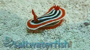 Assorted Sea Slug: Fancy Color